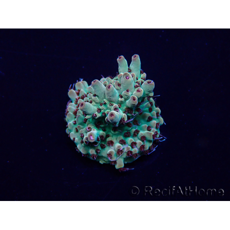 WYSIWYG Acropora acclimatata a LED