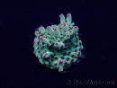 WYSIWYG Acropora geacclimatiseerd LED