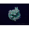 WYSIWYG Acropora geacclimatiseerd LED