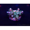 WYSIWYG Acropora Australien akklimatisiert LED