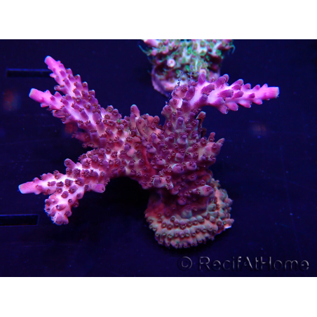 WYSIWYG Acropora Australien akklimatisiert LED