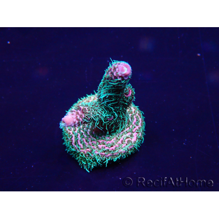 WYSIWYG Acropora tenuis Mariculture acclimated LED