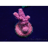 WYSIWYG Acropora Marikultur akklimatisiert LED