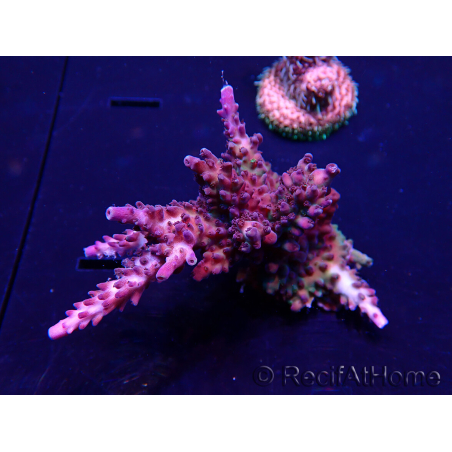 WYSIWYG Acropora Maricultura aclimatada LED