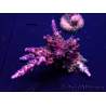 WYSIWYG Acropora Maricultura aclimatada LED