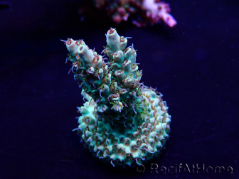 WYSIWYG Acropora Maricultuur geacclimatiseerd LED