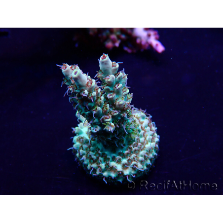 WYSIWYG Acropora Maricultura aclimatada LED