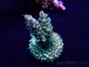 WYSIWYG Acropora Maricoltura acclimatata a LED