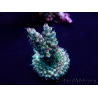 WYSIWYG Acropora Maricoltura acclimatata a LED