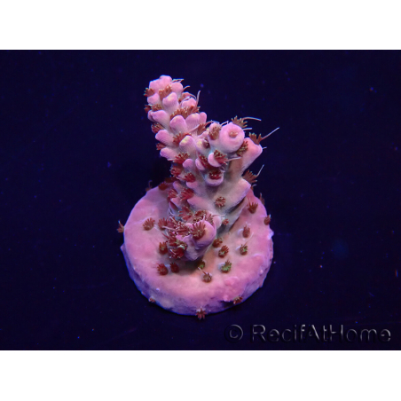 WYSIWYG Acropora 15G2 Mariculture acclimaté led