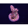 WYSIWYG Acropora 15G2 Mariculture acclimaté led