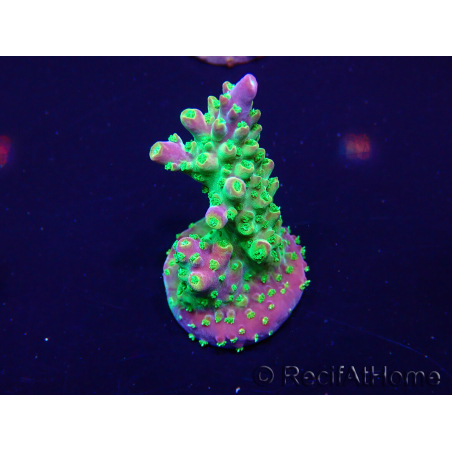 WYSIWYG Acropora 15G3 Australië geacclimatiseerd LED