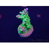WYSIWYG Acropora 15G3 Australië geacclimatiseerd LED