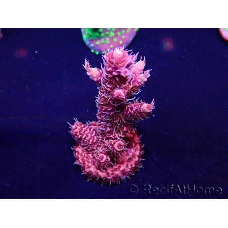 WYSIWYG Acropora Australia acclimatato LED