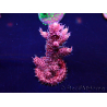 WYSIWYG Acropora Australia acclimatato LED