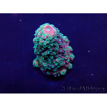 WYSIWYG Acropora 15G6 acclimaté led