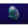 WYSIWYG Acropora 15G6 acclimated LED