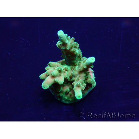 WYSIWYG Acropora Marikultur akklimatisiert LED