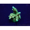 WYSIWYG Acropora 15G7 Maricoltura acclimatato a LED