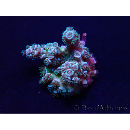 WYSIWYG Acropora Australien akklimatisiert LED