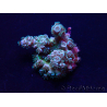 WYSIWYG Acropora Australien akklimatisiert LED
