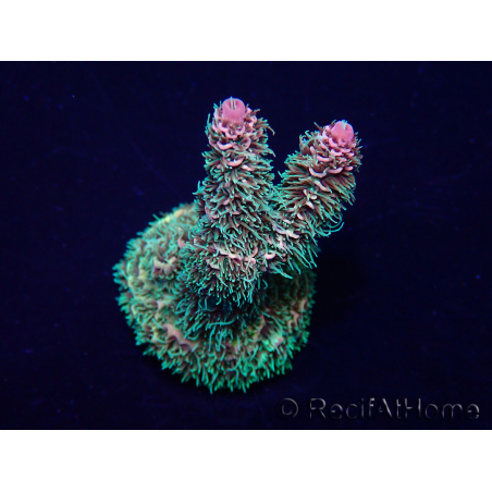 WYSIWYG Acropora Marikultur akklimatisiert LED