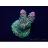WYSIWYG Acropora Marikultur akklimatisiert LED