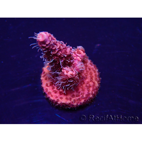 WYSIWYG Acropora millepora Mariculture acclimated LED