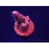 WYSIWYG Acropora millepora Maricultura aclimatada LED