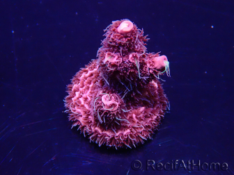 WYSIWYG Acropora millepora Maricultuur geacclimatiseerd LED