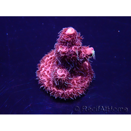 WYSIWYG Acropora millepora Maricultuur geacclimatiseerd LED