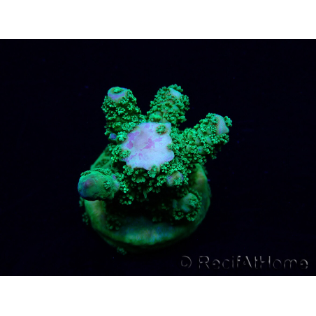 WYSIWYG Acropora 15H5 Mariculture acclimaté led