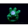 WYSIWYG Acropora 15H5 Mariculture acclimaté led