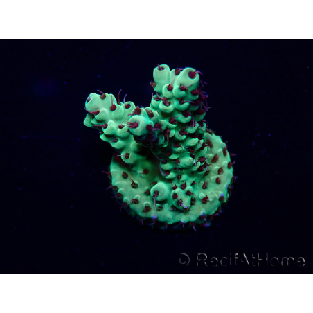 WYSIWYG Acropora 15H9 Maricultuur geacclimatiseerd LED