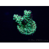 WYSIWYG Acropora 15H9 Mariculture acclimated LED