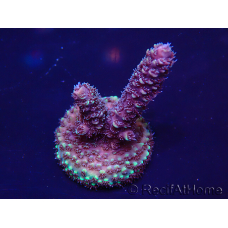 WYSIWYG Acropora 15H10 Maricultuur geacclimatiseerd LED