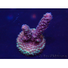WYSIWYG Acropora 15H10 Mariculture acclimated LED