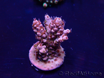 WYSIWYG Acropora 15H12 Mariculture acclimaté led