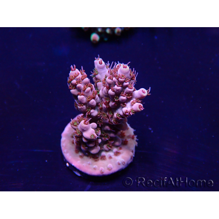 WYSIWYG Acropora Maricultura aclimatada LED