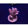 WYSIWYG Acropora Maricultuur geacclimatiseerd LED
