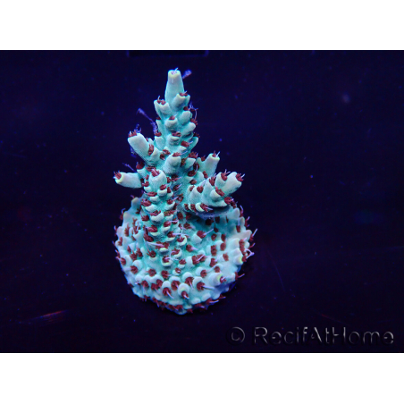WYSIWYG Acropora 15I4 Mariculture acclimaté led
