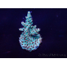 WYSIWYG Acropora 15I4 Mariculture acclimaté led