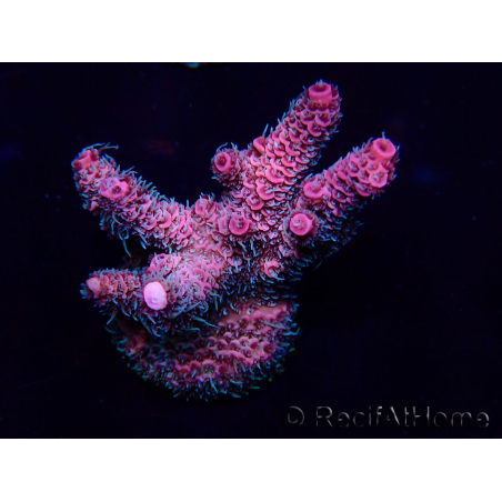 WYSIWYG Acropora Marikultur akklimatisiert LED