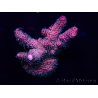 WYSIWYG Acropora Marikultur akklimatisiert LED