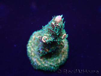 WYSIWYG Acropora Marikultur akklimatisiert LED