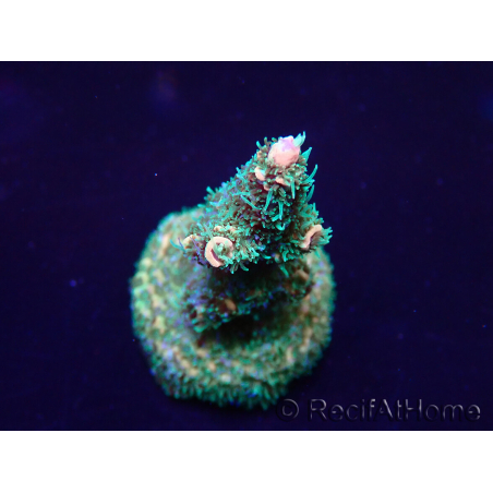 WYSIWYG Acropora millepora Mariculture acclimaté led
