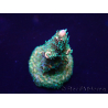 WYSIWYG Acropora millepora Mariculture acclimaté led