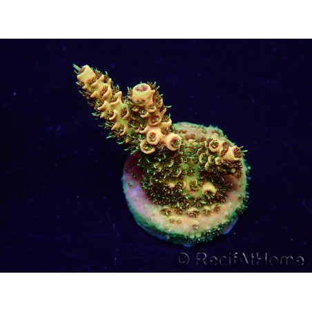 WYSIWYG Acropora Marikultur akklimatisiert LED