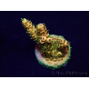 WYSIWYG Acropora 15I7 Maricultura acclimatata a led