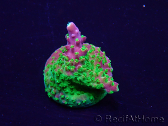 WYSIWYG Acropora 15I8 Maricultuur geacclimatiseerd LED